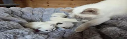 Ragdoll cats for sale: 4 Beautiful Ragdoll kittens, 2 Seal, 2 Lilac - Advert 11