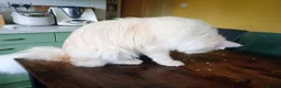 Maine Coon cats for sale: 8 month old kitten  in Trowbridge - Advert 6