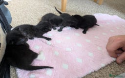 Mixed Breed cats for sale: Kittens  - Image 1