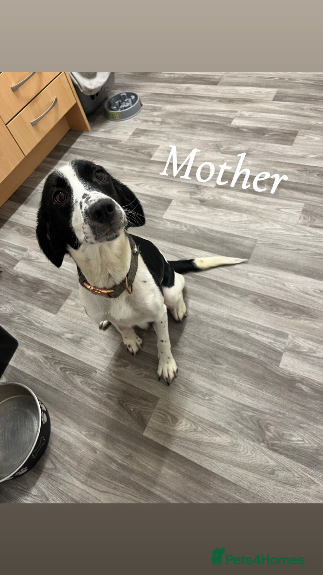 Mixed Breed dogs for sale: 6 spaniel, beagle, jack Russell cross for sale  - Image 2