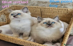 Ragdoll cats for sale: GCCF REGISTERED PEDIGREE RAGDOLL KITTENS - Image 3