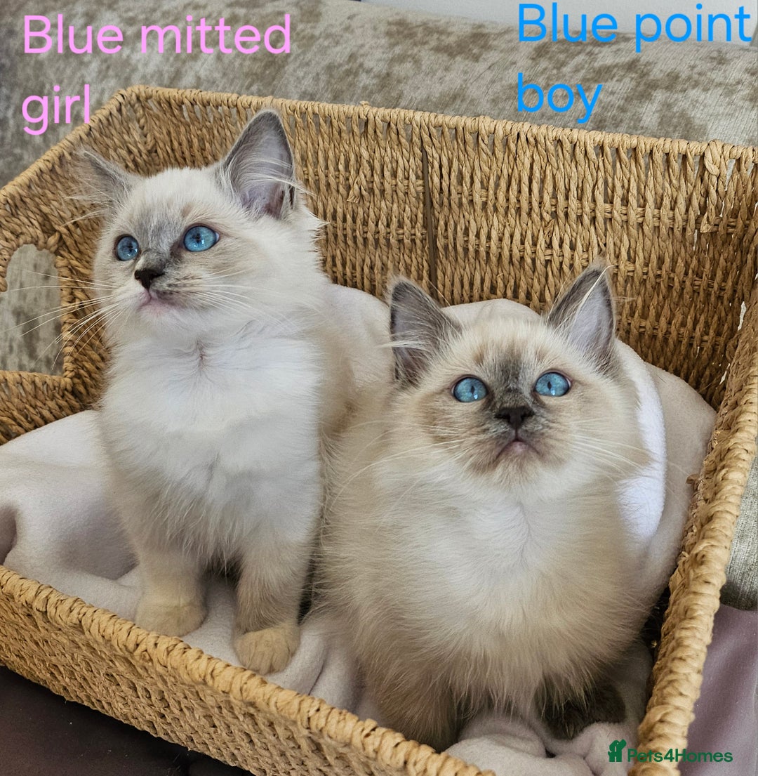 Ragdoll cats for sale: GCCF REGISTERED PEDIGREE RAGDOLL KITTENS - Image 3