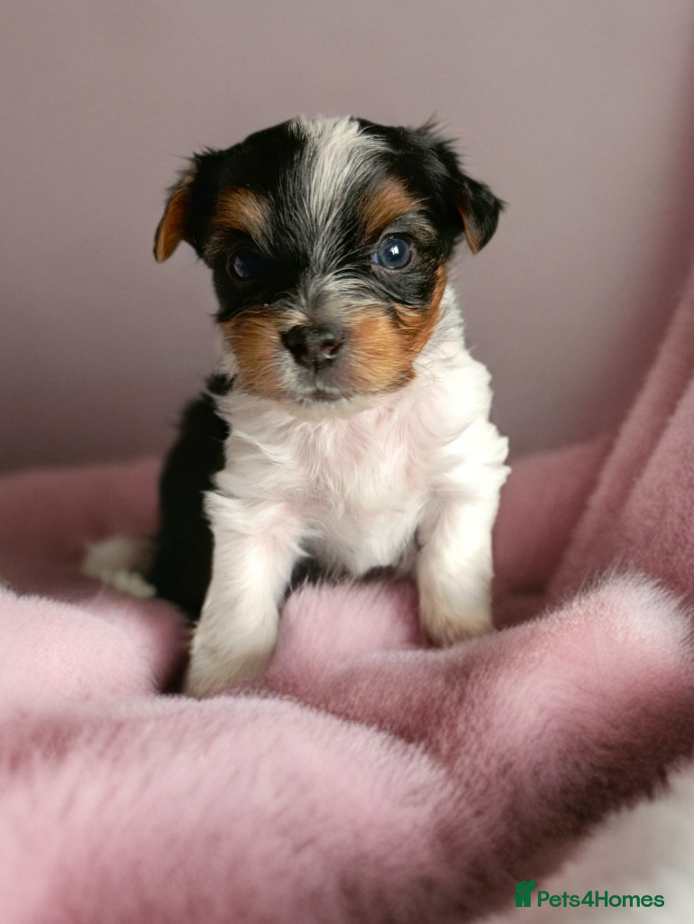 Yorkshire Terrier dogs Yorkshire terrier biewer🐶   - Advert 16