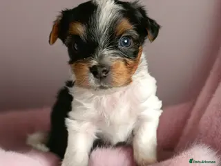 Yorkshire Terrier dogs Yorkshire terrier biewer🐶 - Advert 16