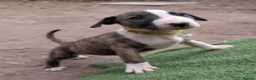 English Bull Terrier dogs for sale: Working and Sporting English Bull Terriers  - Advert 21