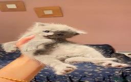 British Shorthair cats for sale: RARE LILAC COLOURPOINT BRITISH SHORT HAIR KITTENS  - Image 11