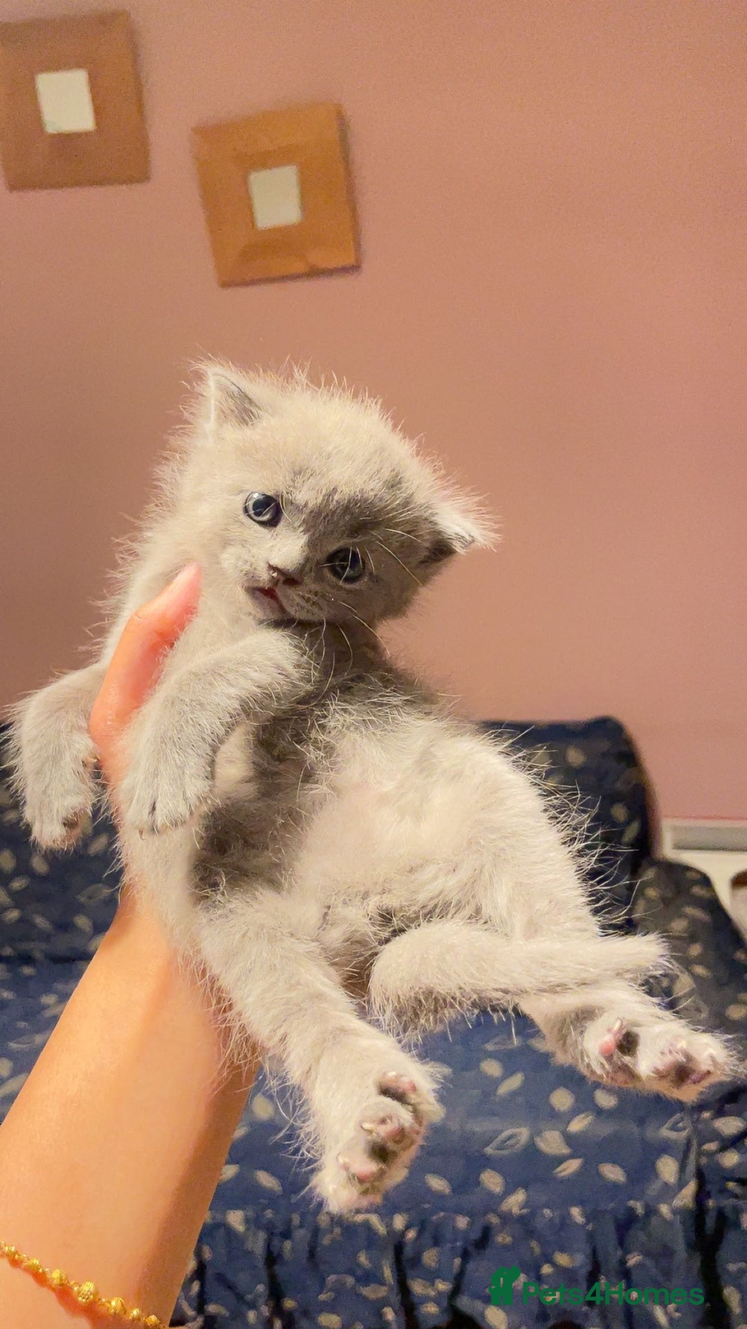 British Shorthair cats for sale: RARE LILAC COLOURPOINT BRITISH SHORT HAIR KITTENS  - Image 11