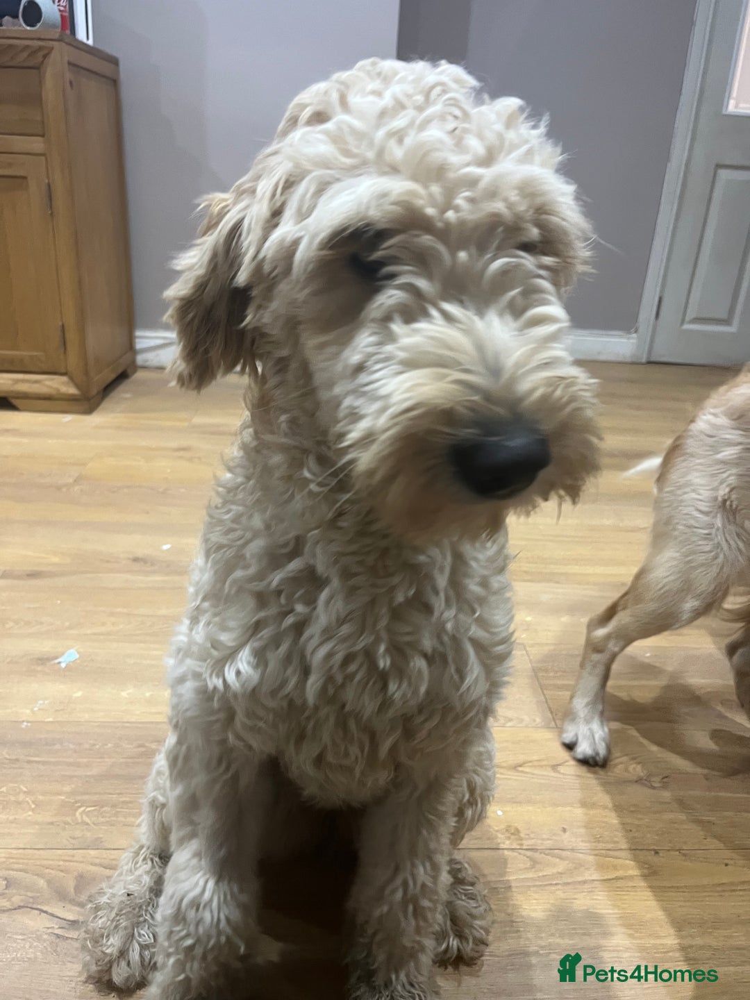 Goldendoodle dogs for sale: Adult female golden doodle  - Advert 2