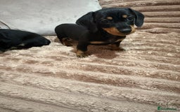 Miniature Dachshund dogs for sale: miniature dachshund puppy - Image 2