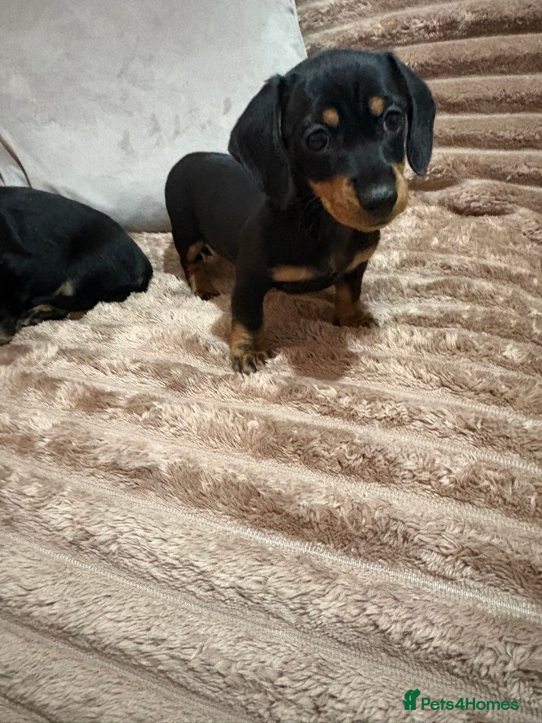 Miniature Dachshund dogs for sale: miniature dachshund puppy - Image 2