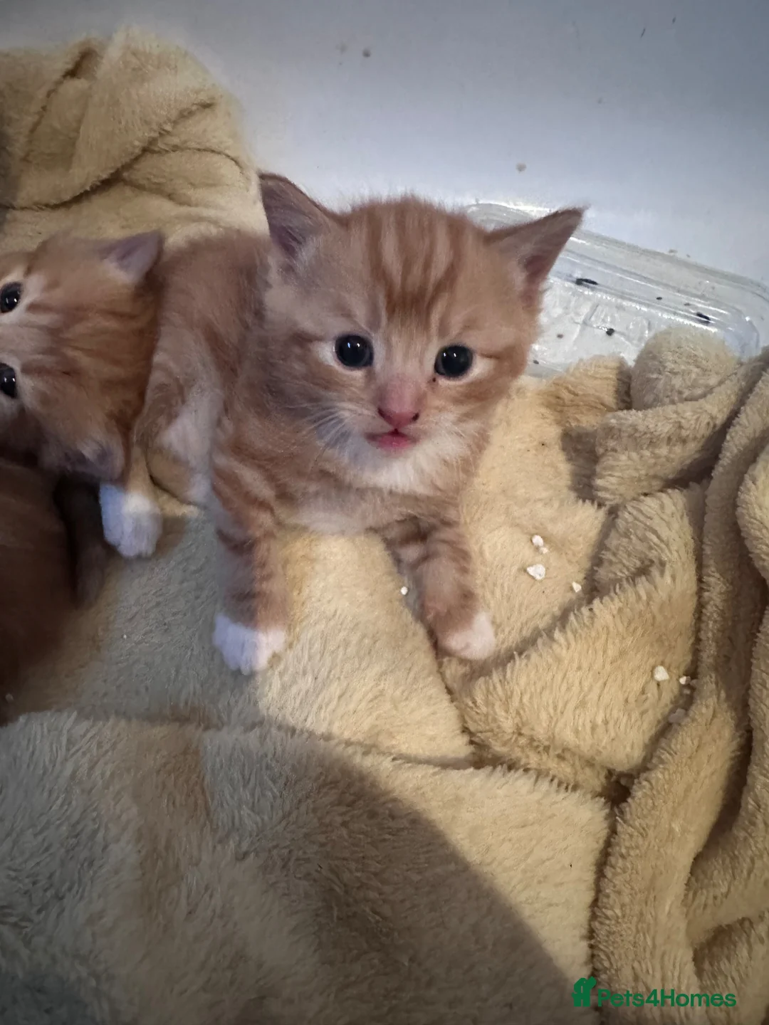 Mixed Breed cats for sale: Calico x ginger kittens - Advert 12