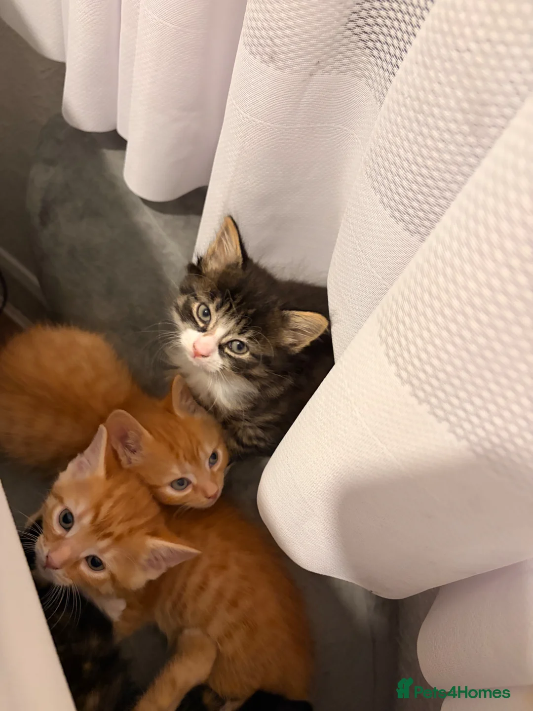 Mixed Breed cats for sale: Kittens for sale in Enfield - Advert 2