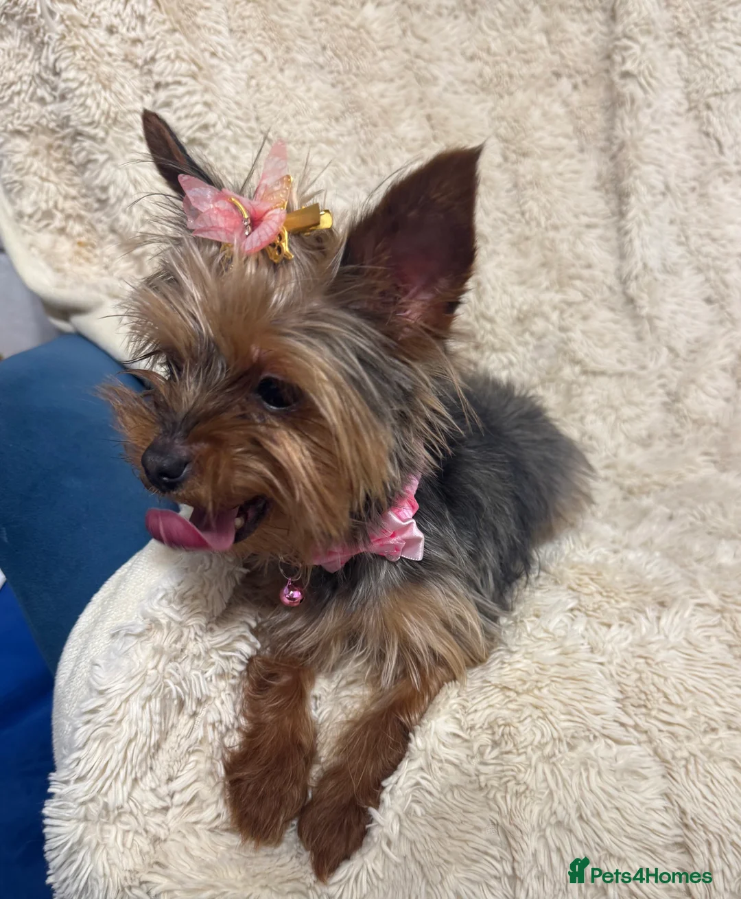 Yorkshire Terrier dogs for sale: Meet Nina -Quiet and Sweet Yorkie 💕 - Advert 5