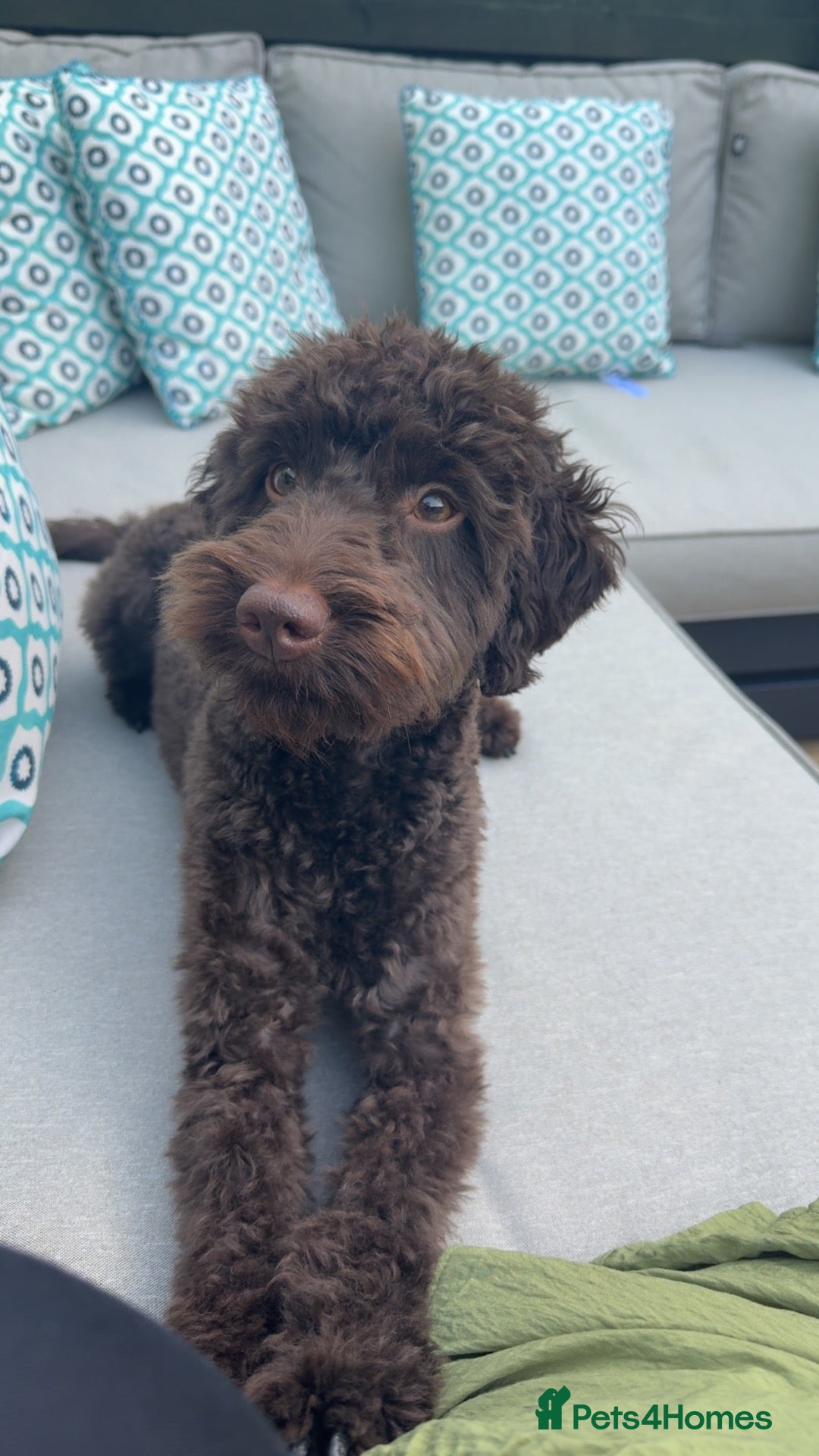 Cockapoo dogs 🐾 Beautiful Cockapoo Girl Coco🩷  - Advert 1