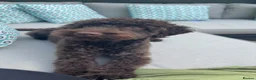 Cockapoo dogs for sale: 🐾 Beautiful Cockapoo Girl Coco🩷  - Advert 1