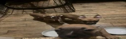 Mixed Breed dogs for sale: 3 10 week old pups  in London - Advert 5