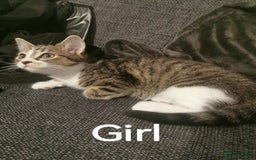 Mixed Breed cats for sale: For sale - Image 2