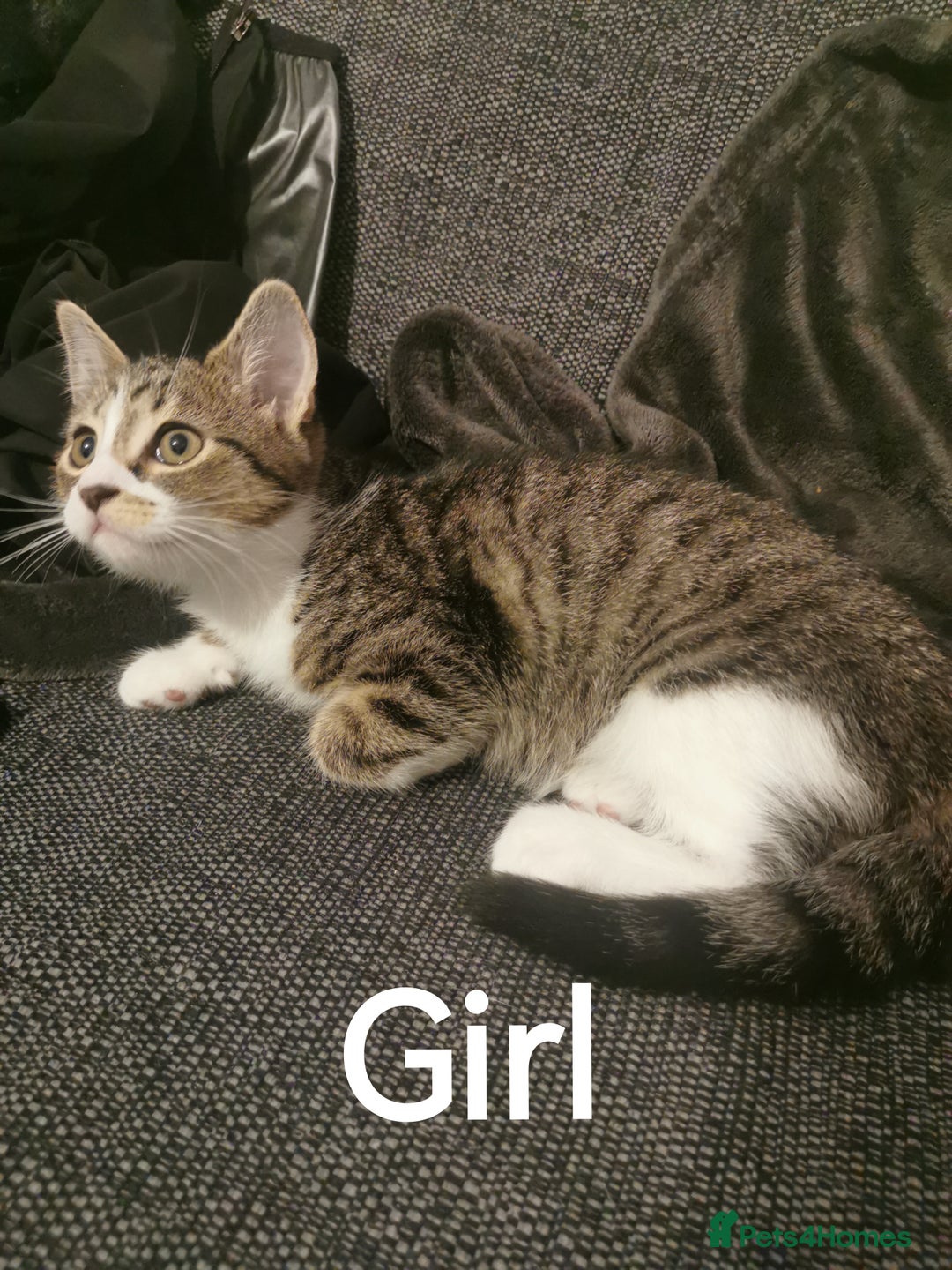 Mixed Breed cats for sale: For sale - Image 2