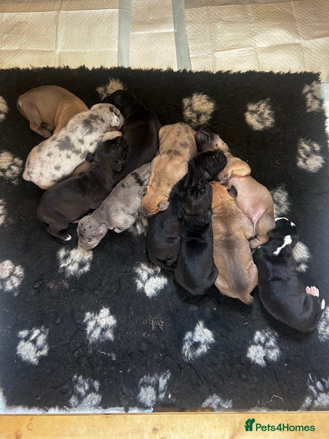 Great Dane dogs for sale: Stunning puppies, health tested KC parents. - Image 1