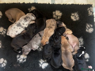 Great Dane dogs - Advert 27