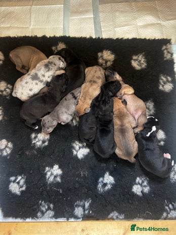 Great Dane dogs - Advert 1