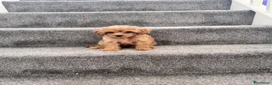 Toy Poodle 4