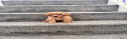 Toy Poodle dogs for sale: 5 Adorable Toy Poodle Puppies - Advert 3