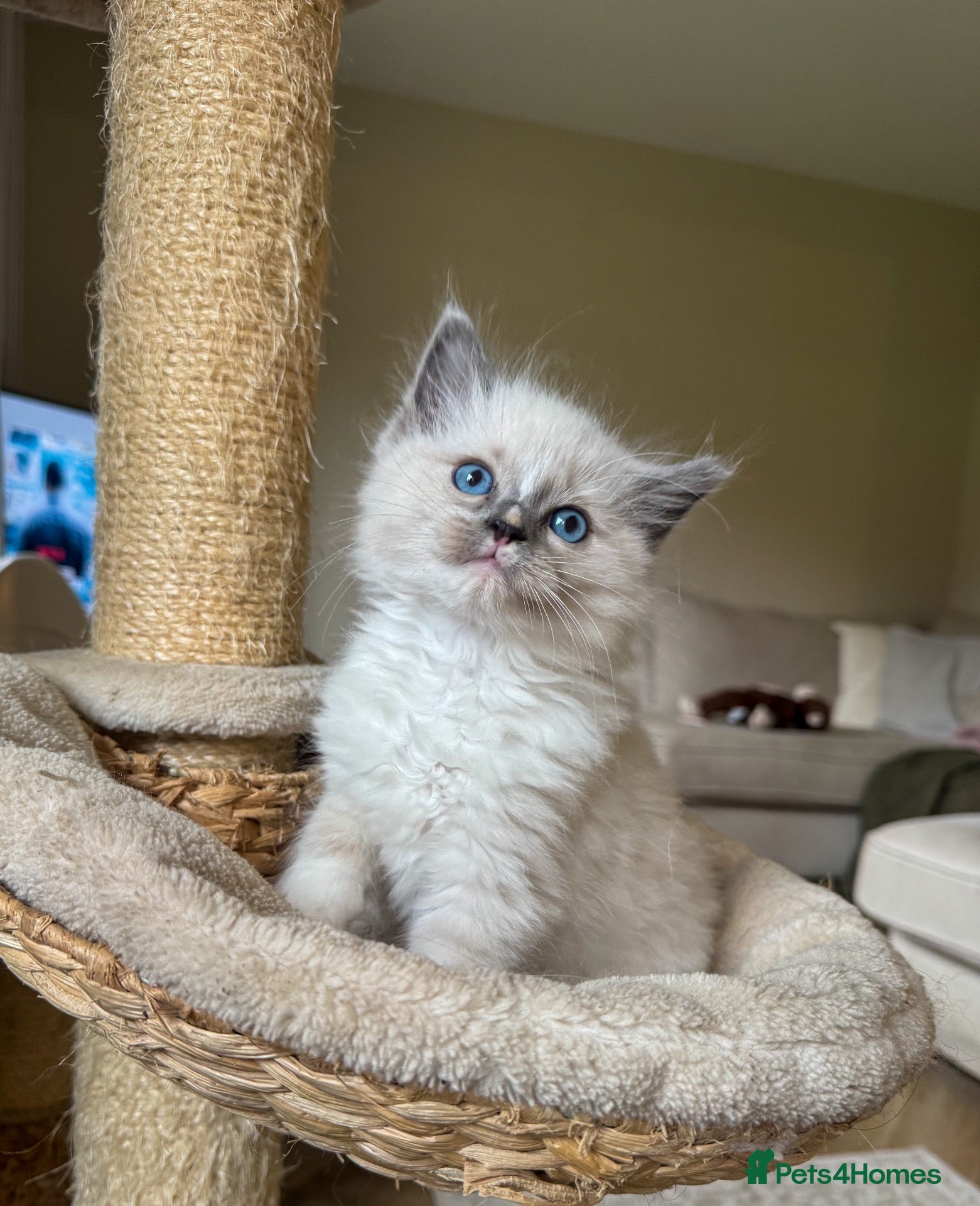 Ragdoll cats Blue point mitted ragdoll  - Advert 8