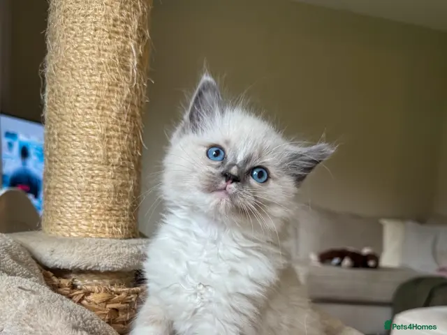 Ragdoll cats Blue point mitted ragdoll - Advert 8