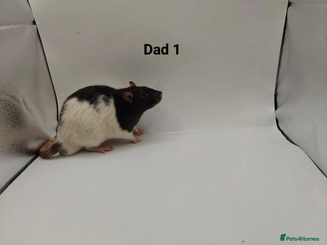 Rat rodents for sale: 🐀 August Rats Are Here! 🐀 - Advert 4