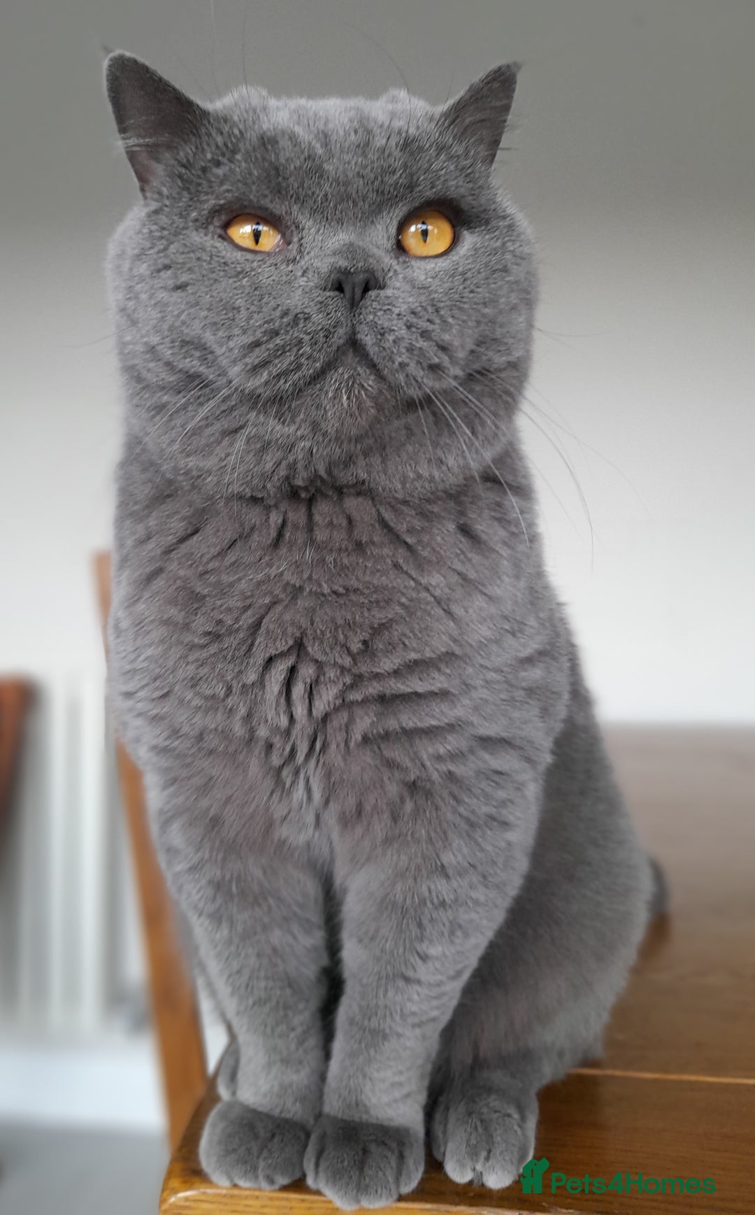 British Shorthair cats for sale: X-Large outstanding BSH kittens GCCF reg - Advert 4