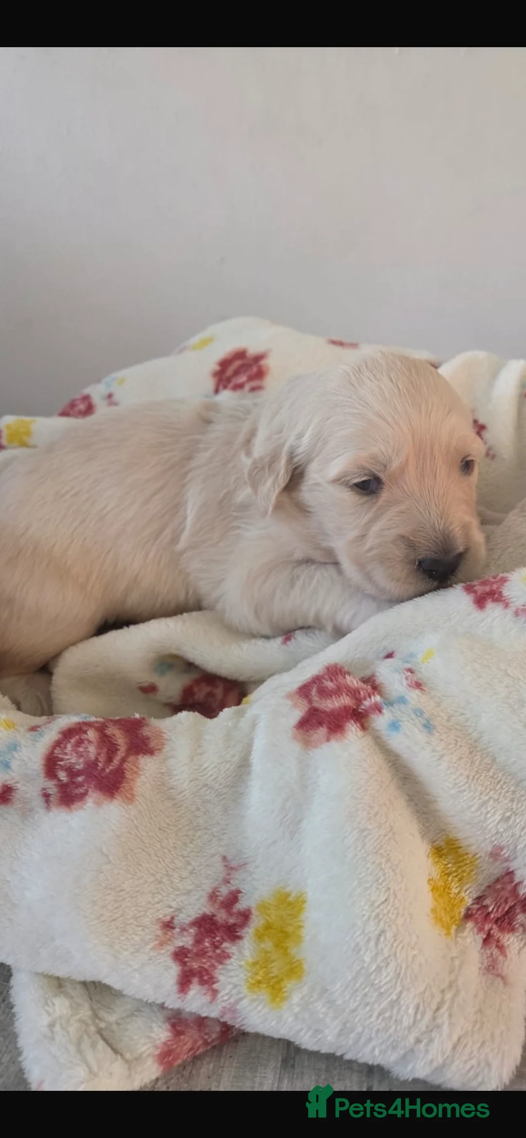 Golden Retriever dogs for sale: 5 golden retriever puppies  - Advert 8