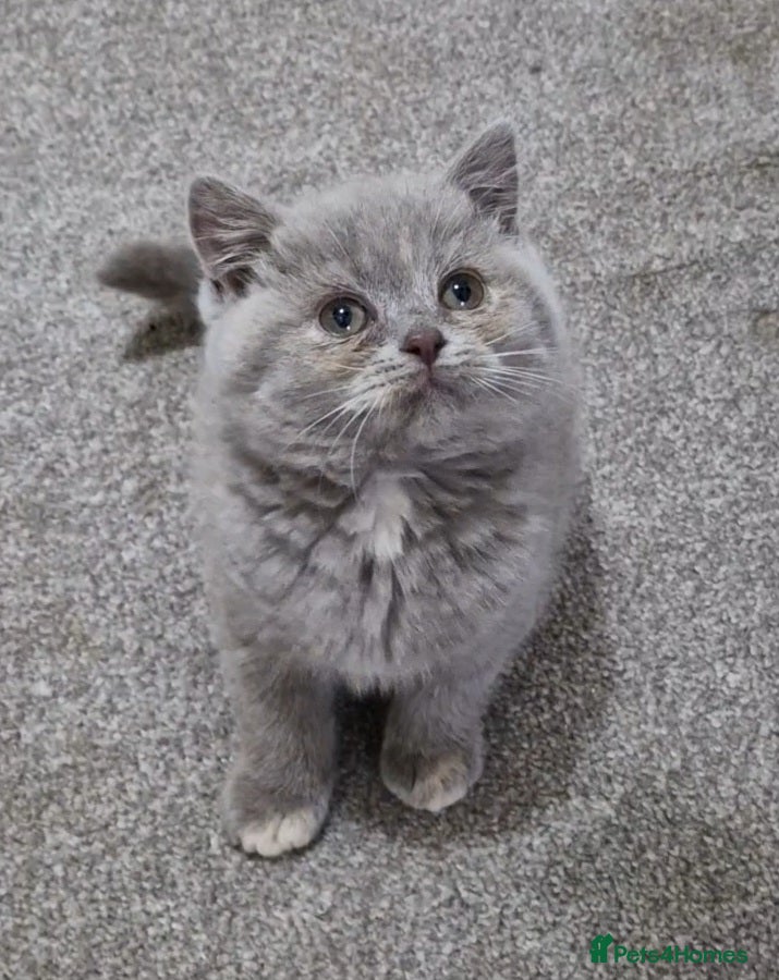 British Shorthair cats for sale: AVAILABLE Female lilac British Shorthair kitten - Advert 5