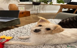 Mixed Breed dogs for adoption: Cynthia - Advert 9