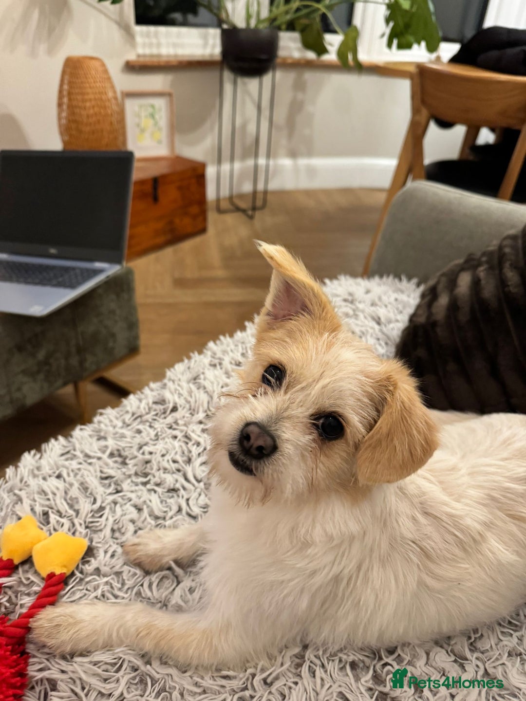 Mixed Breed dogs for adoption: Cynthia - Advert 9