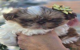 Shih Tzu dogs for sale: Only 1 Doll face shih tzu parti colour puppy’s  - Advert 3