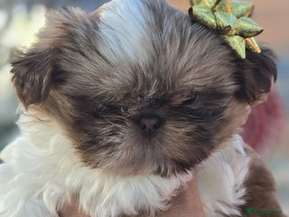 Shih Tzu dogs Only 1 Doll face shih tzu parti colour puppy’s - Advert 1