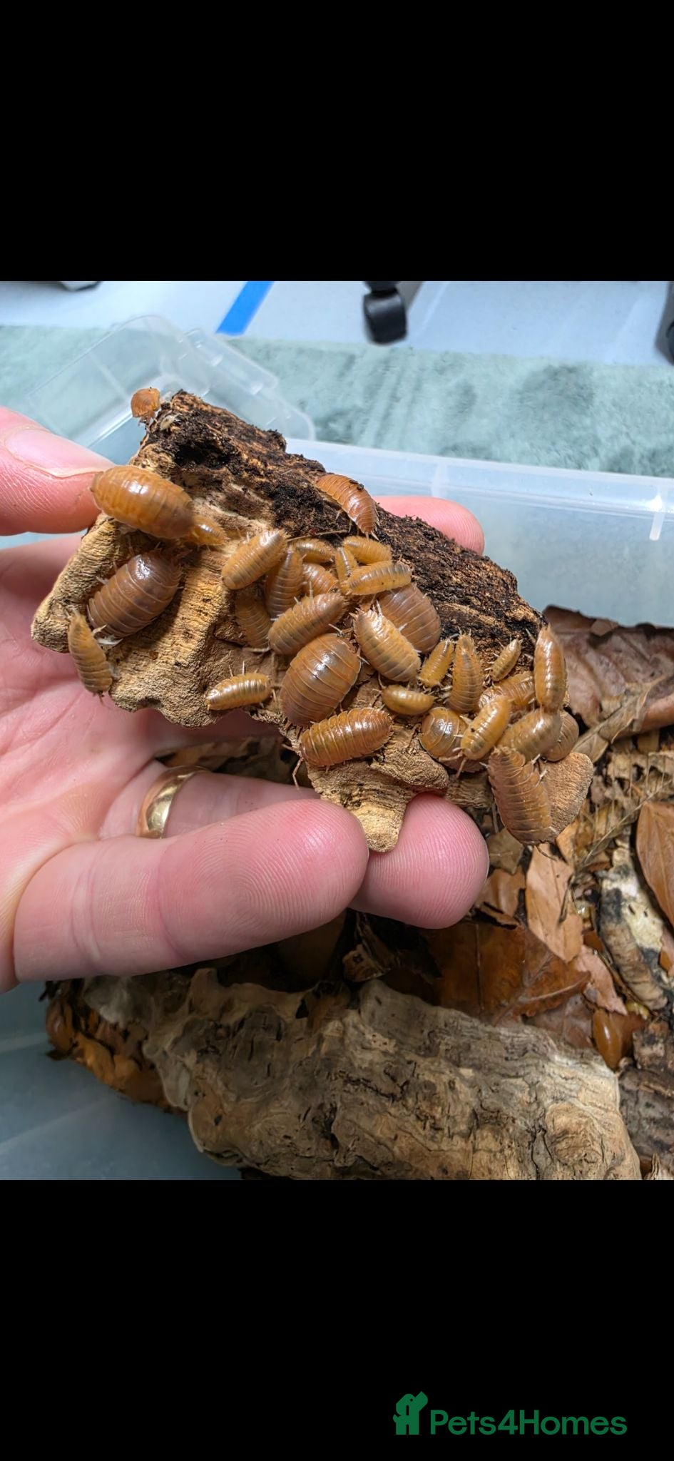 Isopods invertebrates GAINT ORANGE ISOPODS 🍊  - Advert 2