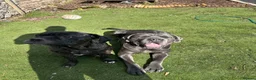 Cane Corso dogs for sale: Diego looking for his forever home 🏡🏡 - Advert 4
