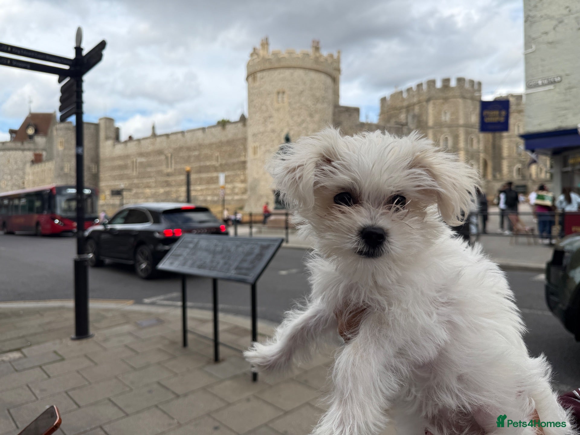 Morkie dogs Morkie - Advert 13