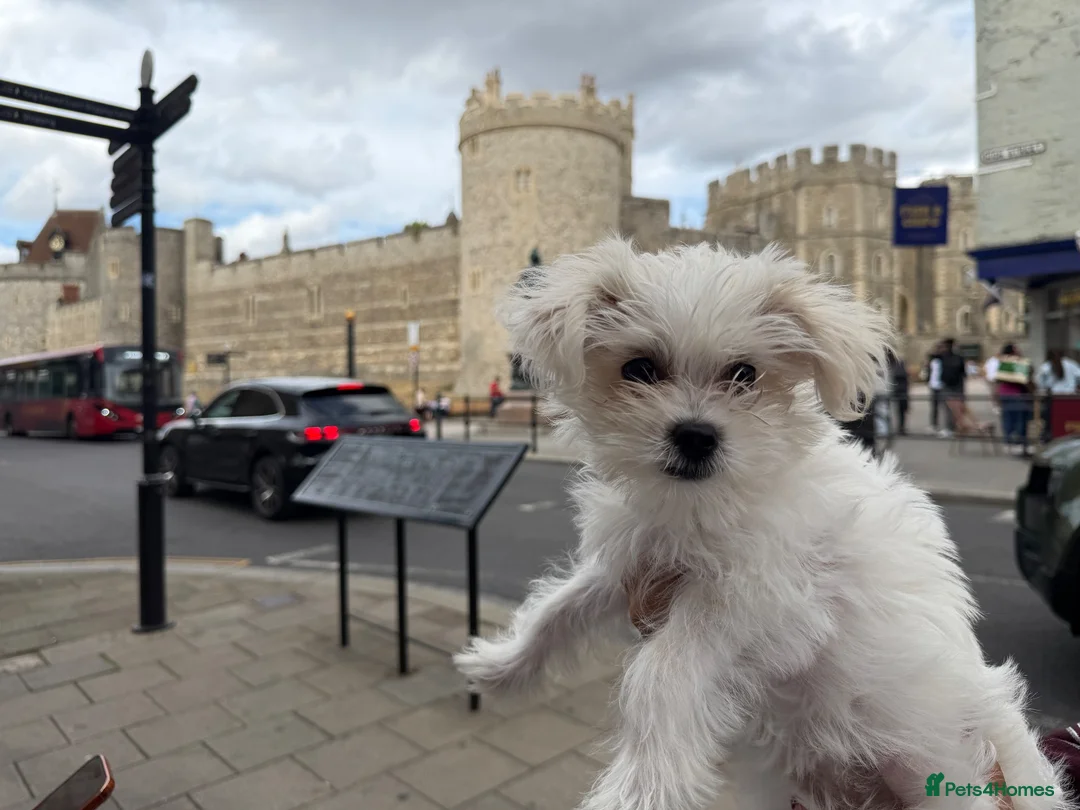 Morkie dogs for sale: Morkie - Advert 1