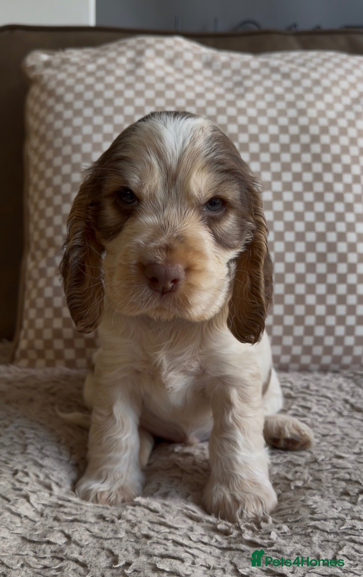 Cocker Spaniel dogs LAST BOY- TRUE SHOW TYPE COCKER SPANIELS - Advert 1