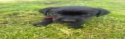 Labrador Retriever dogs for sale: Traditional Black Labrador Puppies in Caernarfon - Advert 4