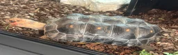 Tortoise reptiles for sale: Red footed tortoise with set up  - Advert 4