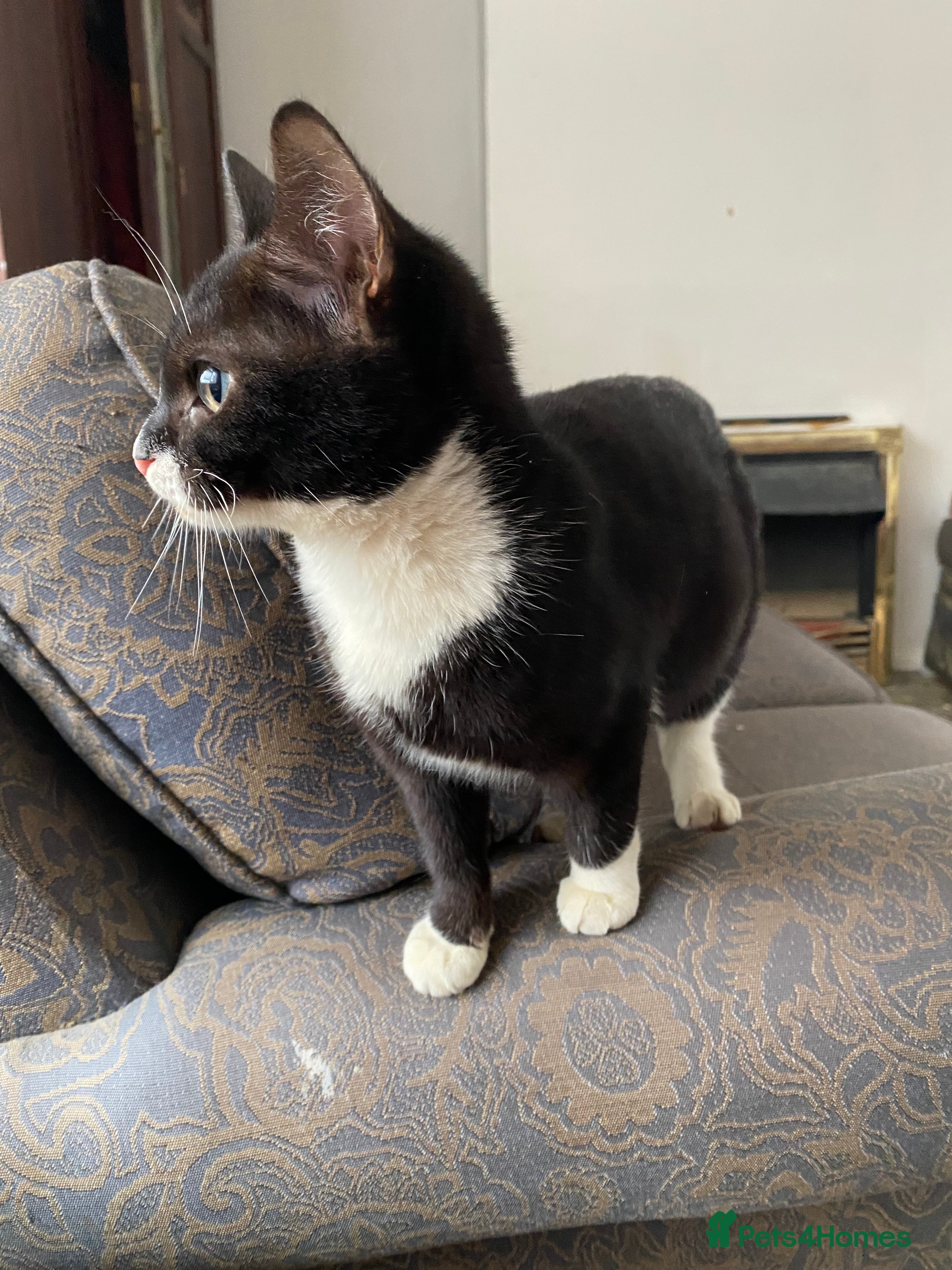 Bengal cats Soft fluffy bundle of joy loving black and white - Advert 2