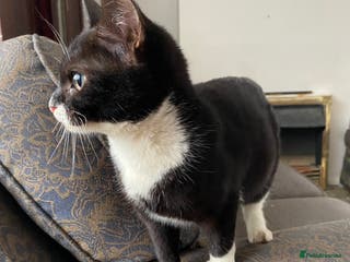 Bengal cats Soft fluffy bundle of joy loving black and white - Advert 6