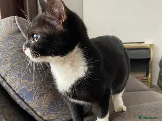 Mixed Breed cats Soft fluffy bundle of joy loving black and white - Advert 4