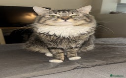 British Longhair cats for sale: Female Adult Cat  - Image 3