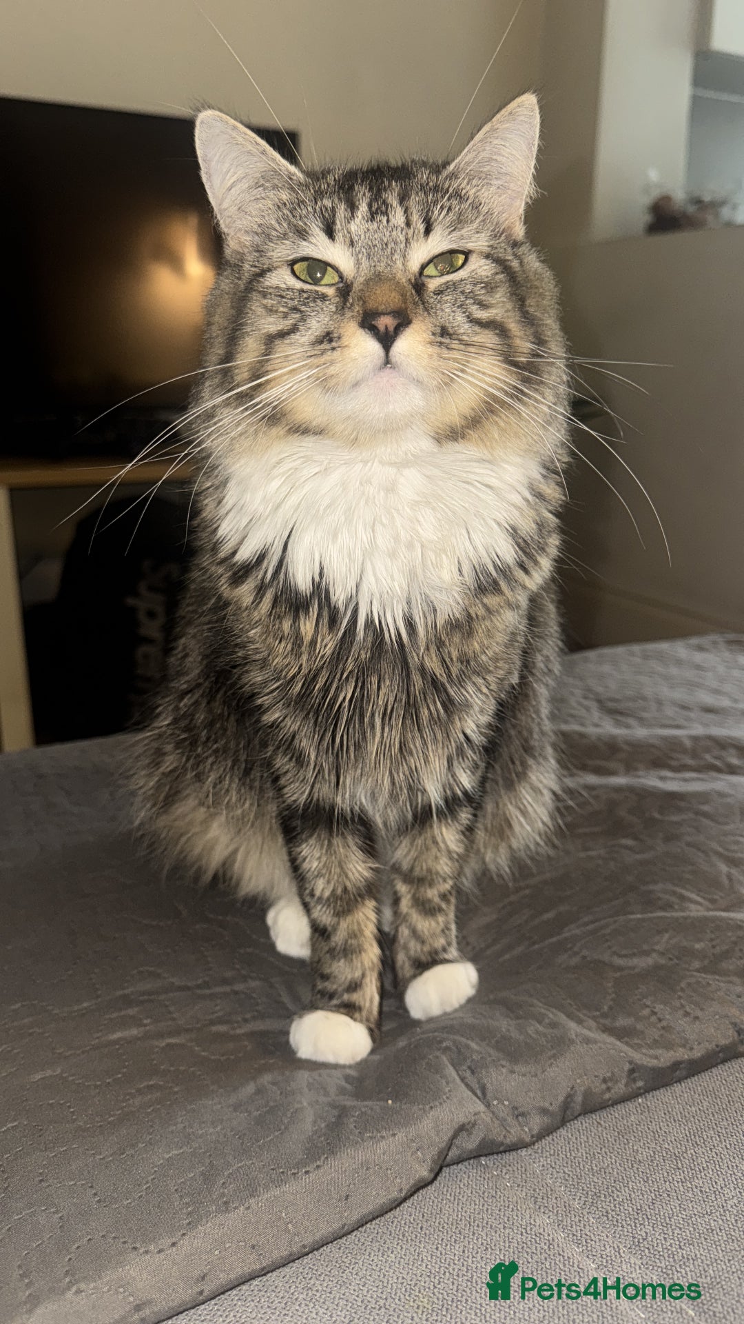 British Longhair cats for sale: Female Adult Cat  - Image 3