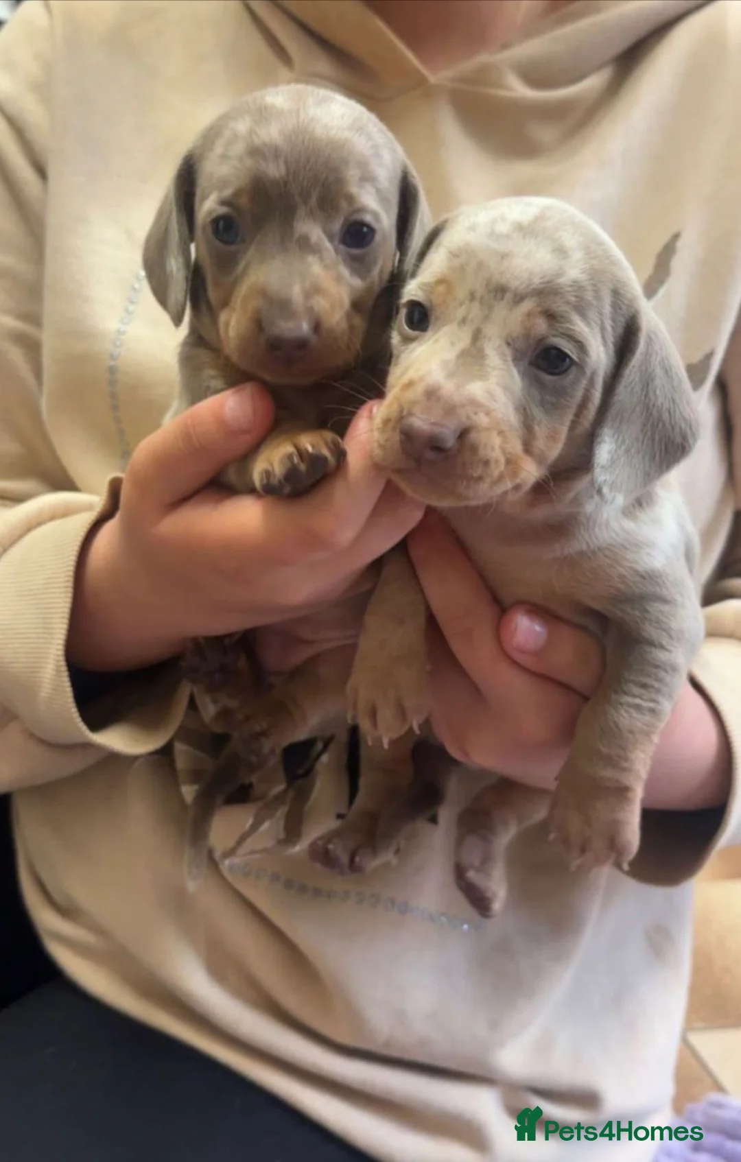 Dachshund dogs for stud: KC REGISTERED DAPPLE DACHSHUND FOR STUD in Newcastle - Advert 2